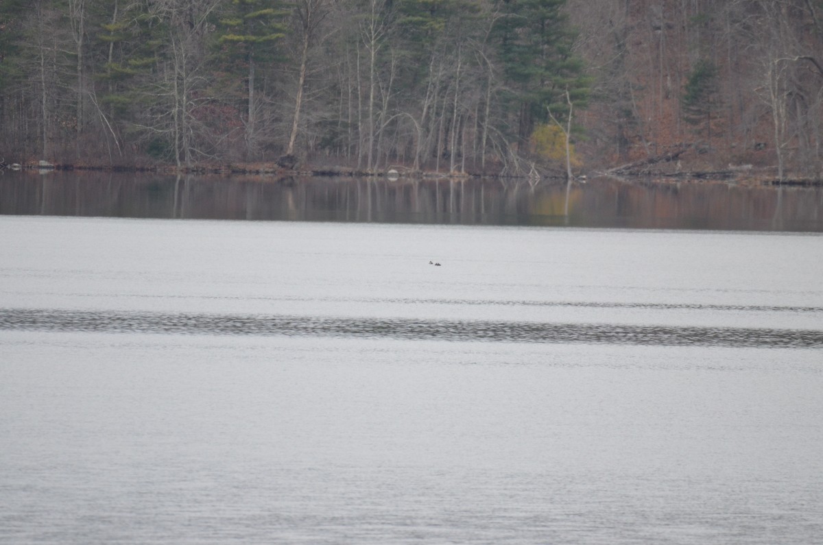 מין לא מוכר - ML646137746