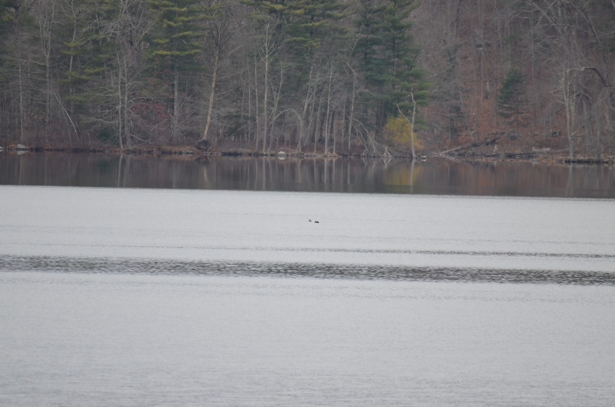 מין לא מוכר - ML646137747