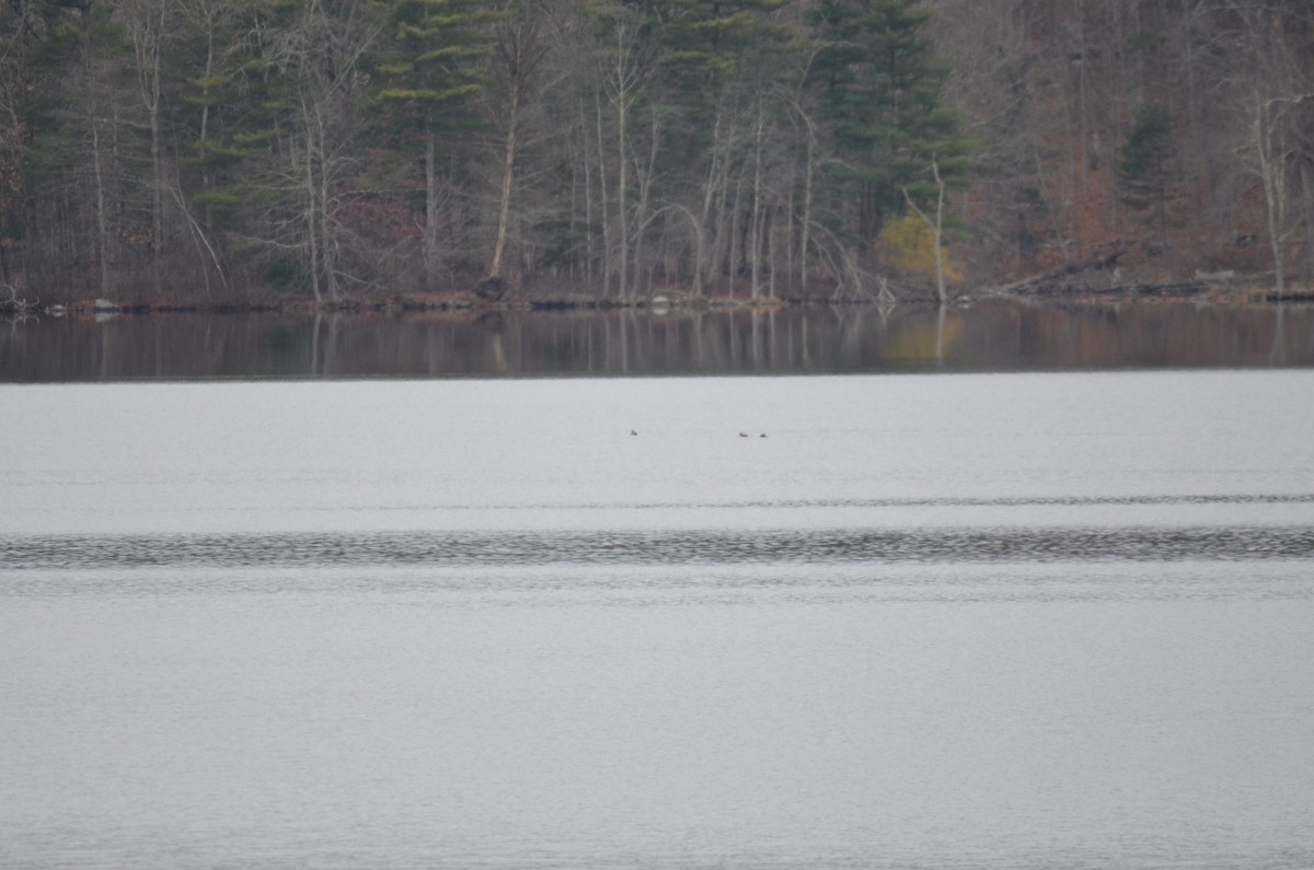 מין לא מוכר - ML646137748