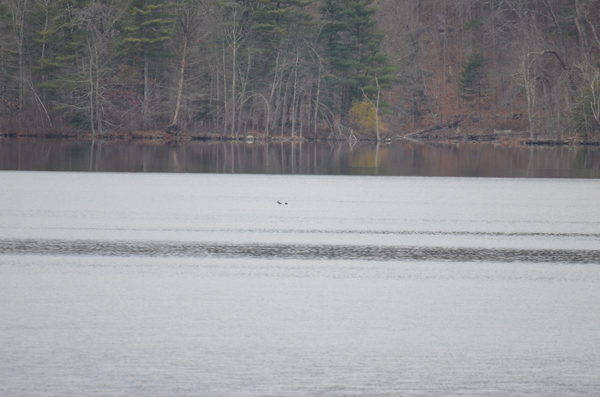 מין לא מוכר - ML646137749