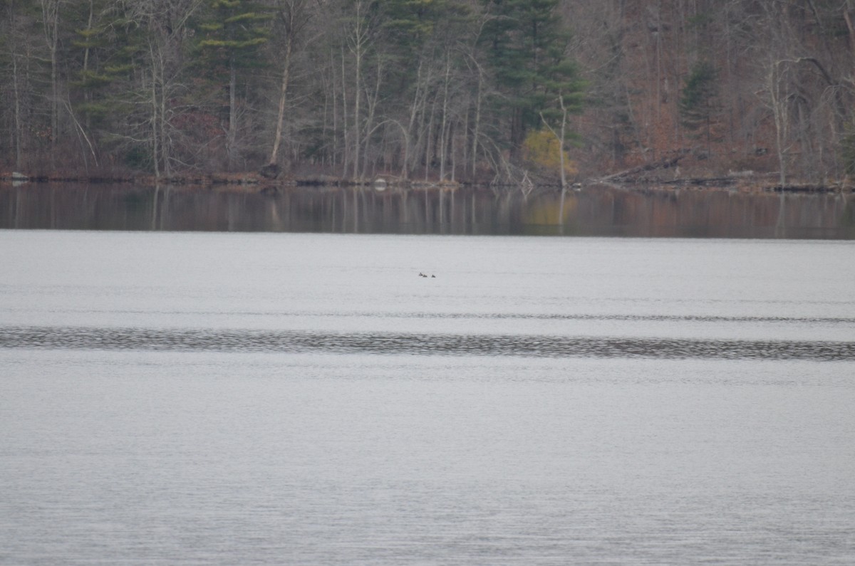 מין לא מוכר - ML646137750