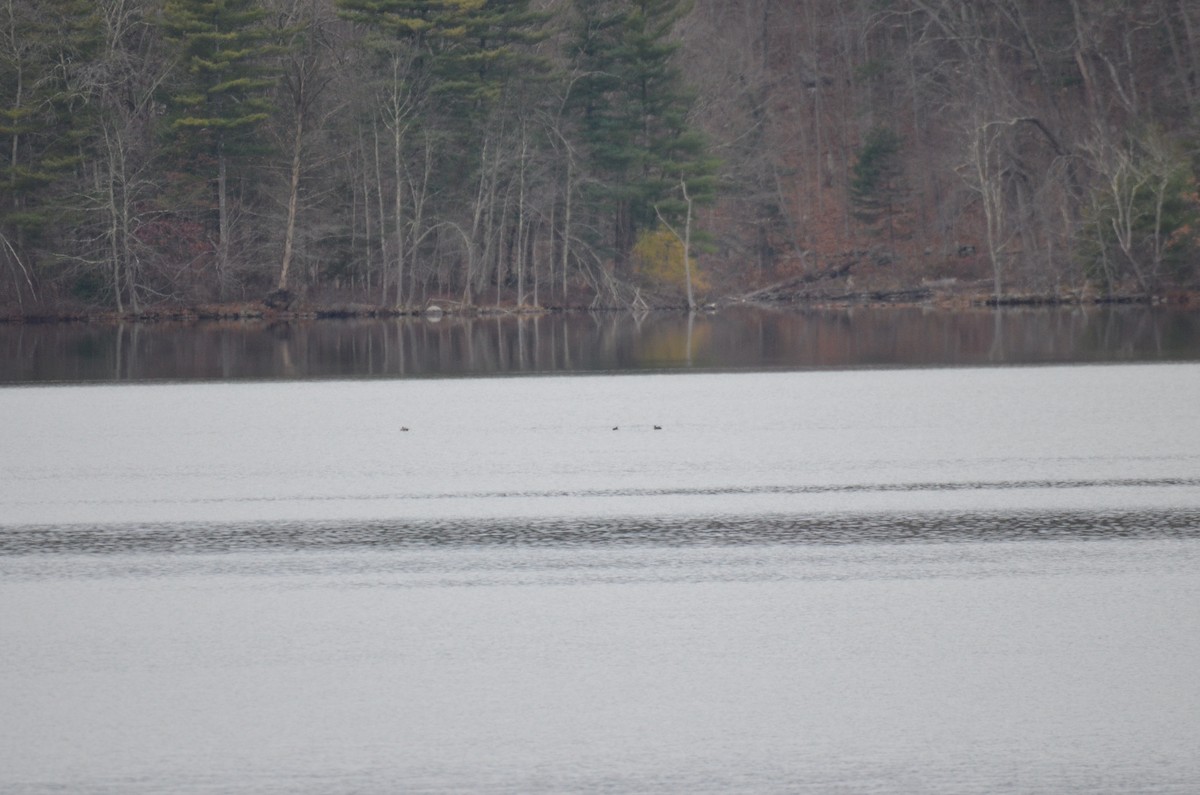 מין לא מוכר - ML646137751