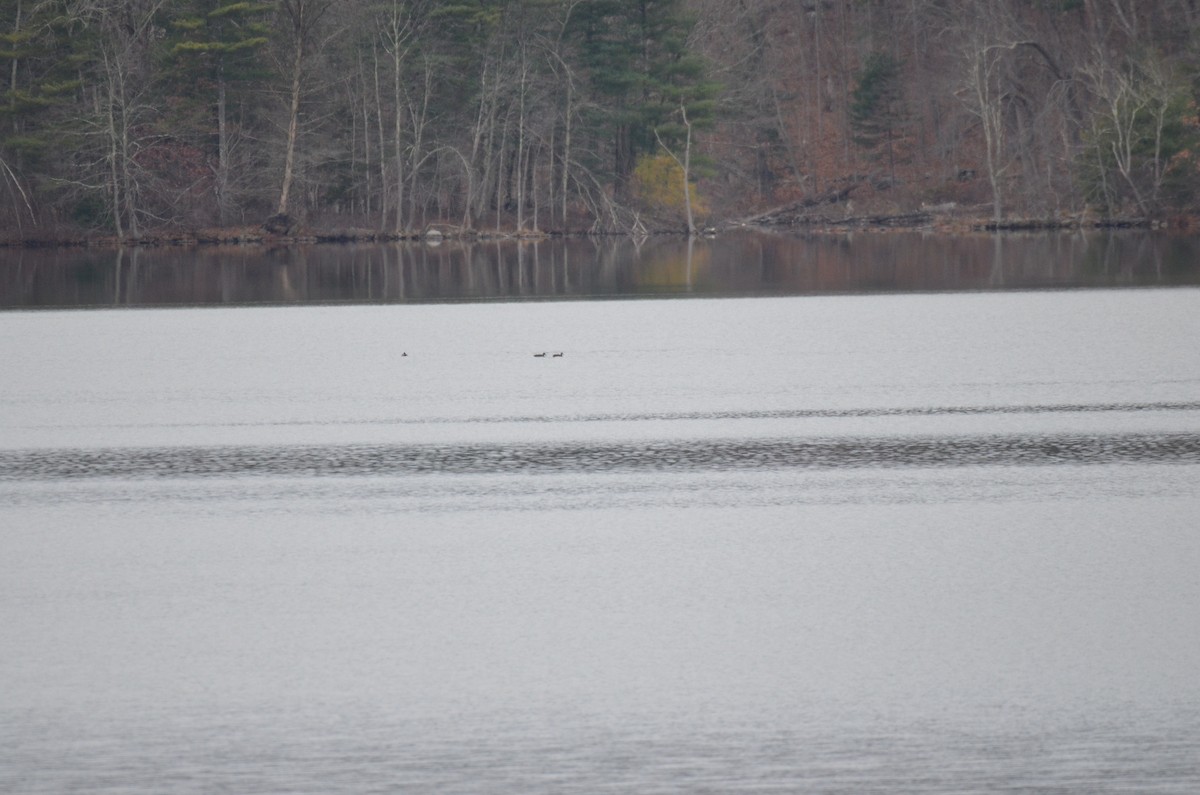 מין לא מוכר - ML646137752