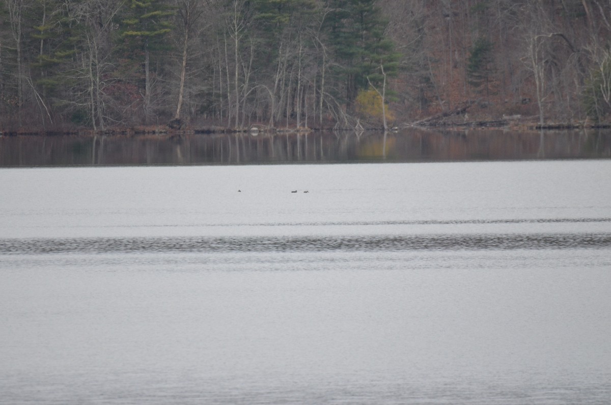מין לא מוכר - ML646137753