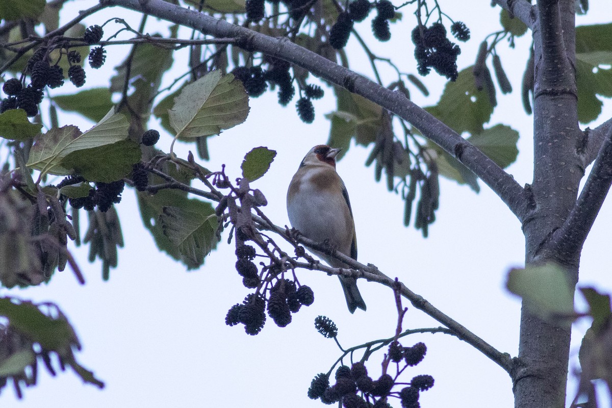 חוחית - ML646137754