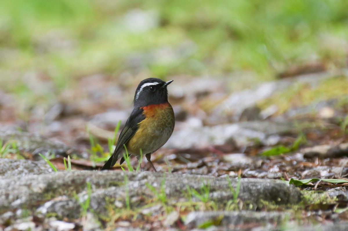 Collared Bush-Robin - ML646137757