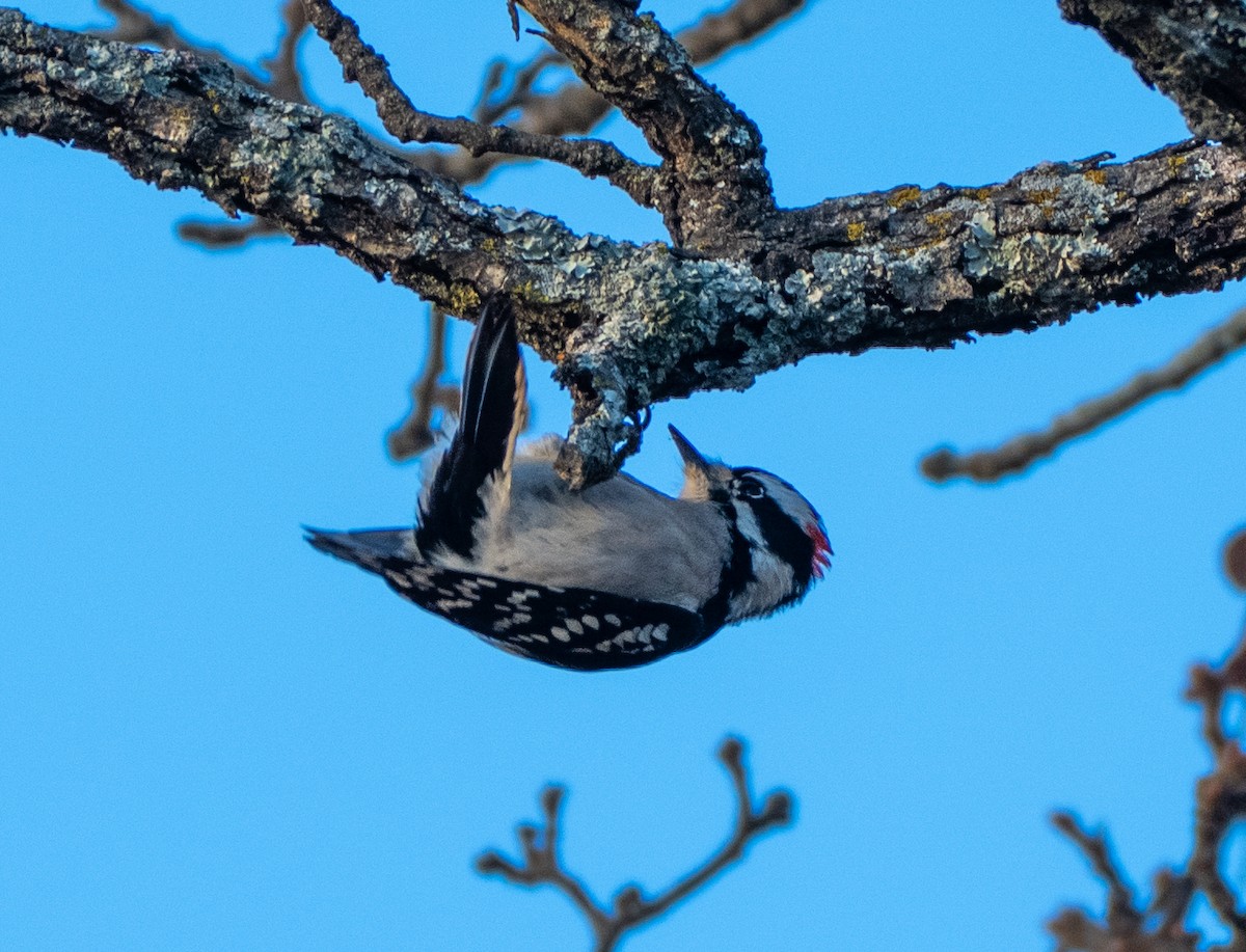 Downy Woodpecker - ML646137759