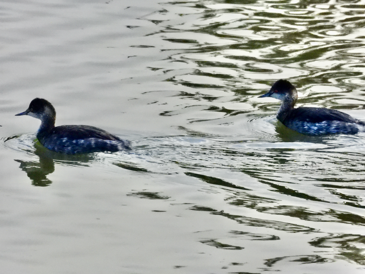 טבלן בינוני - ML646137760