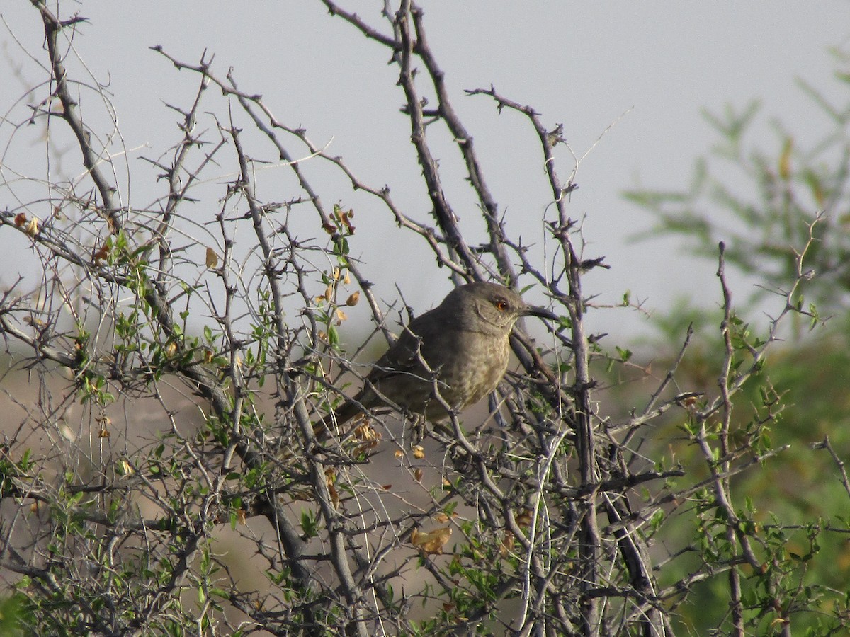 Curve-billed Thrasher - ML646137761