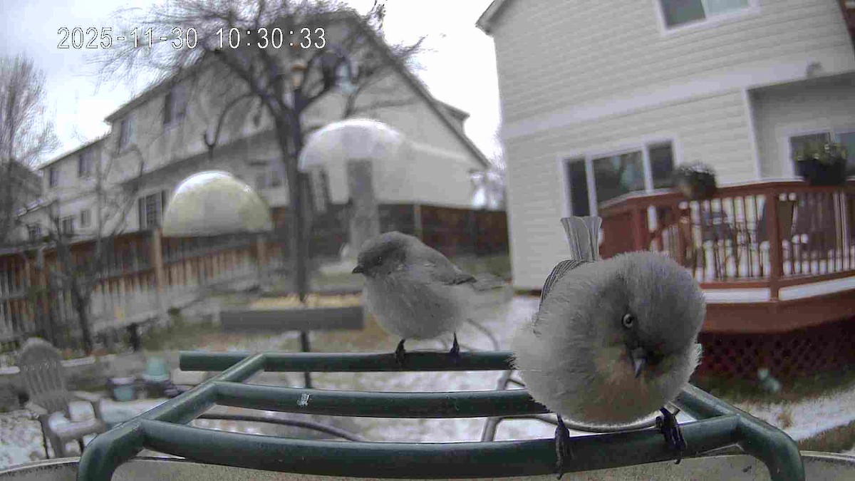 Bushtit - ML646137762