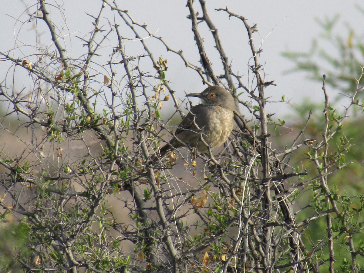 Curve-billed Thrasher - ML646137763