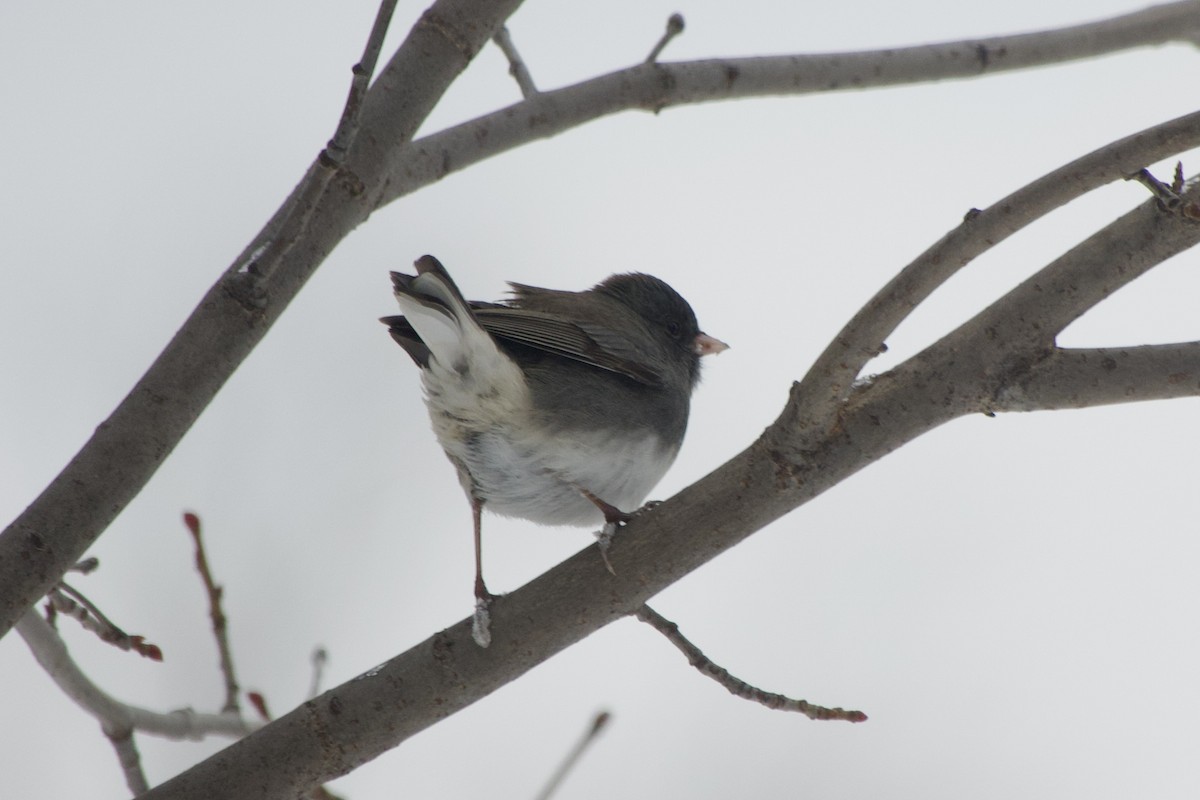 יונקו כהה-עין - ML646137765