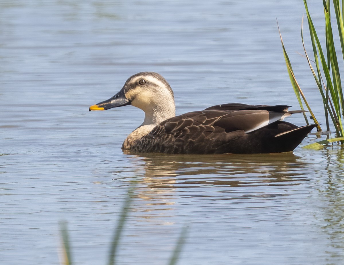 ברווז עקוד-מקור מזרחי - ML646137766
