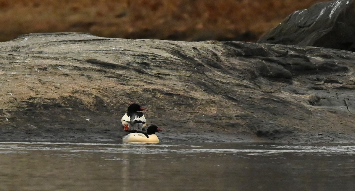 מרגון גדול - ML646137767