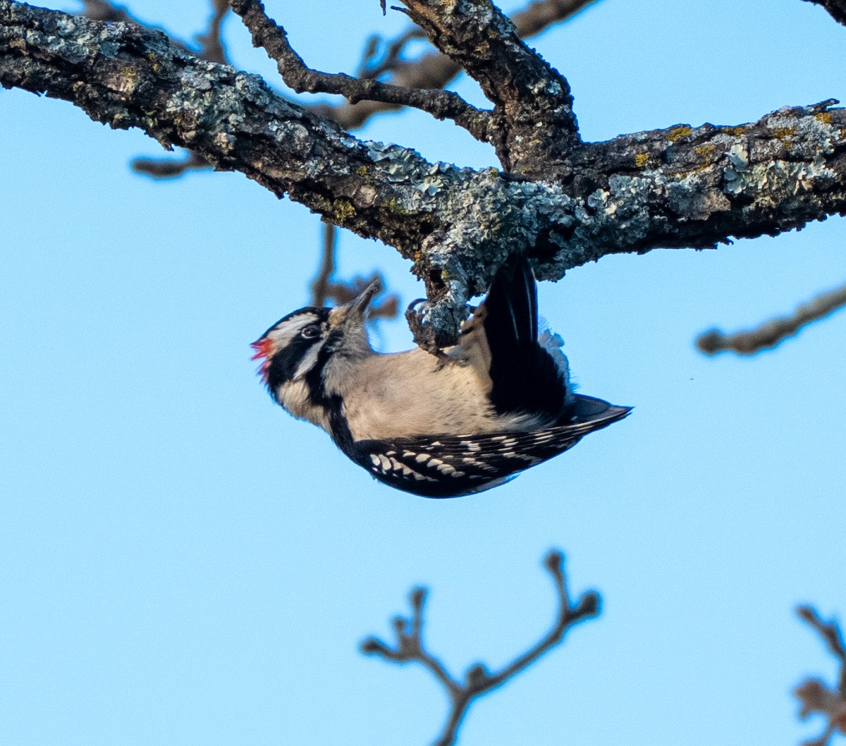 Downy Woodpecker - ML646137770