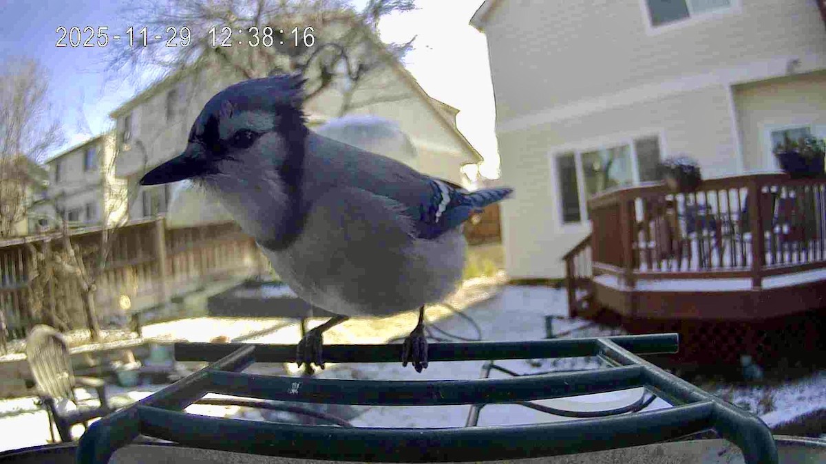 Blue Jay - ML646137772