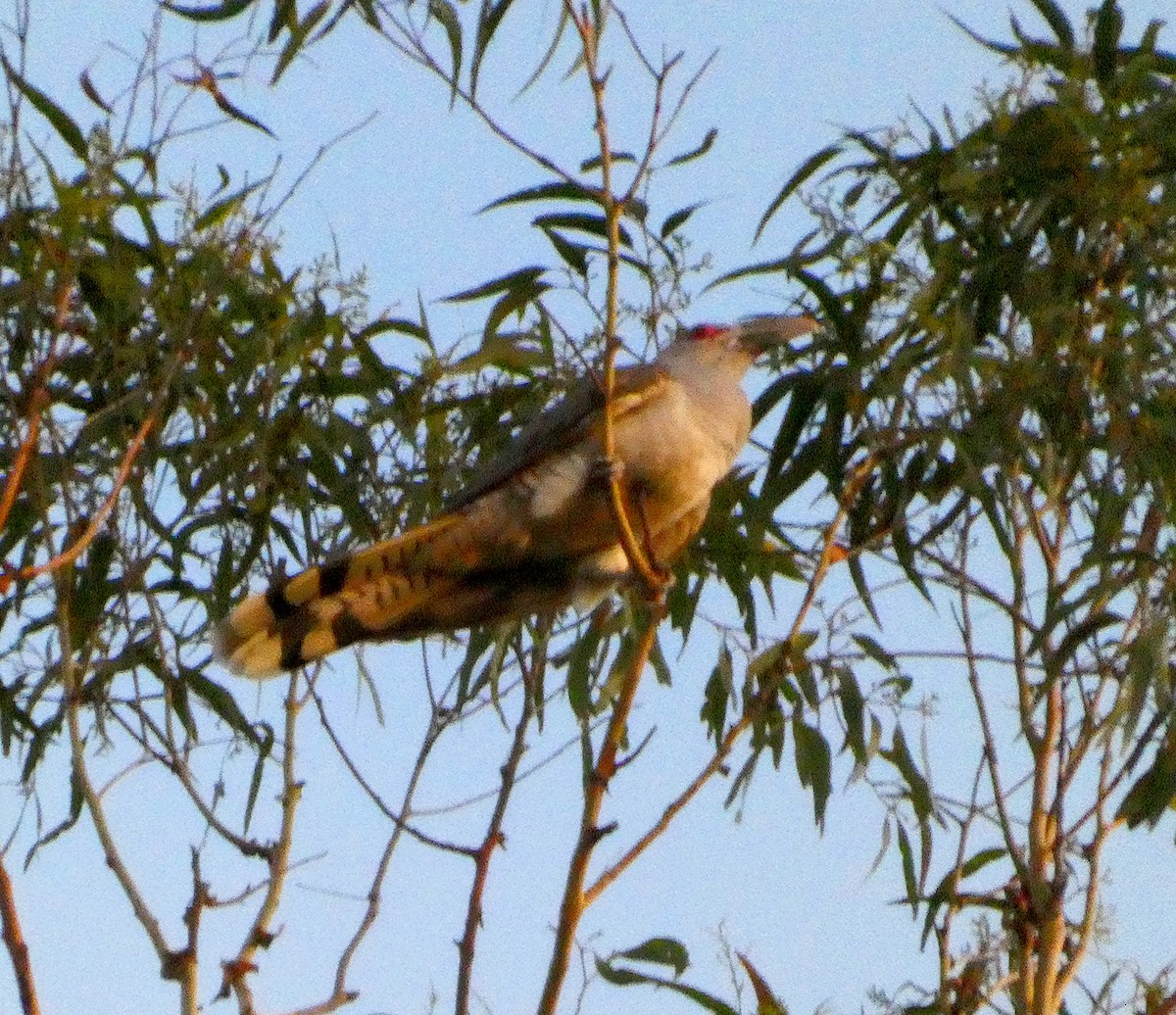 Channel-billed Cuckoo - ML646137775