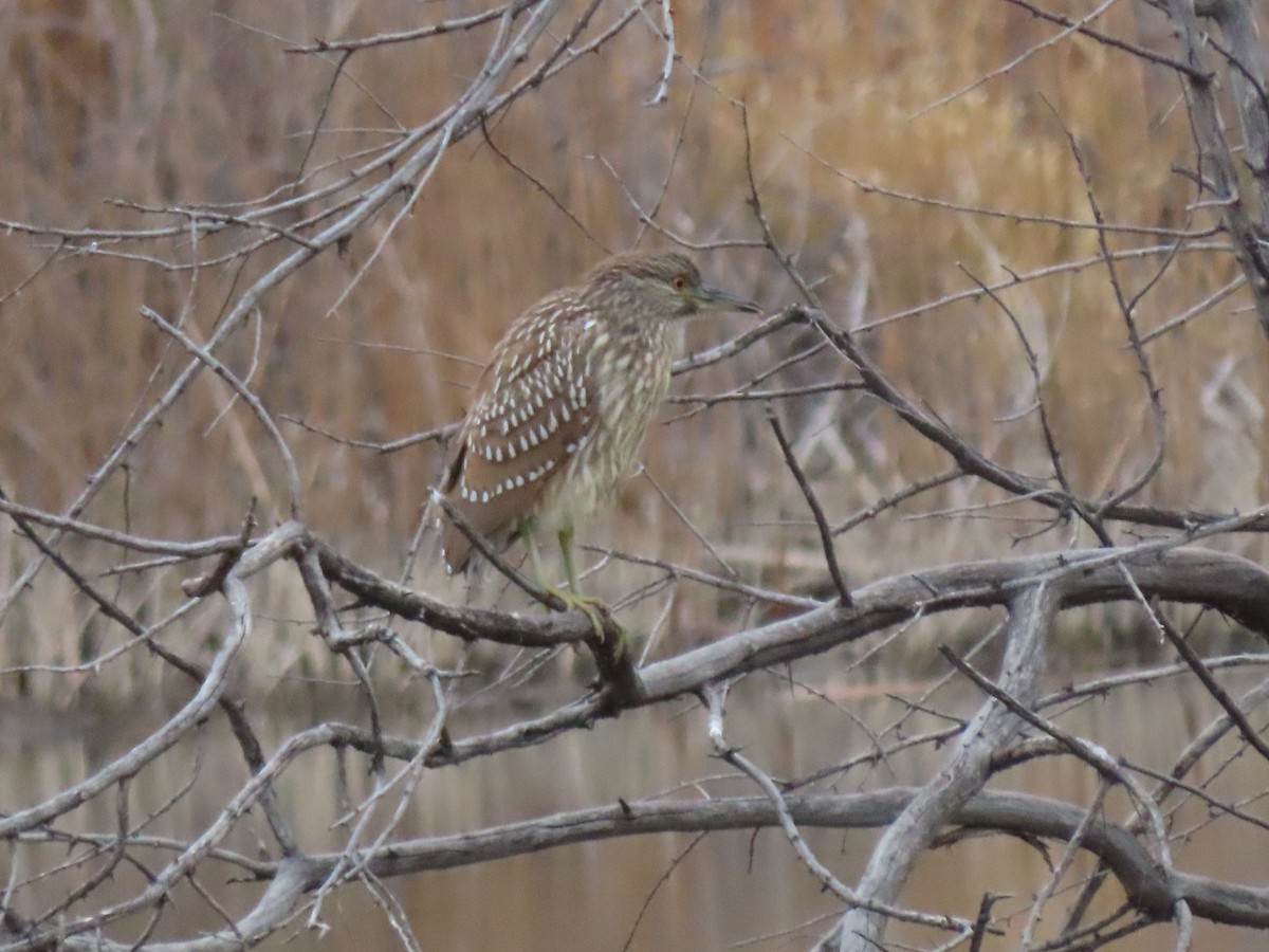 אנפת לילה - ML646137777