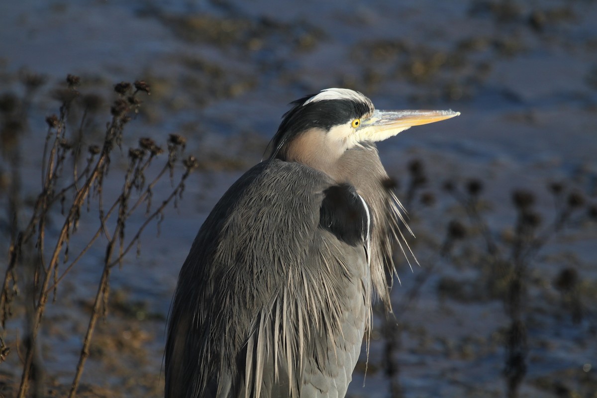 אנפה אמריקנית - ML646137779