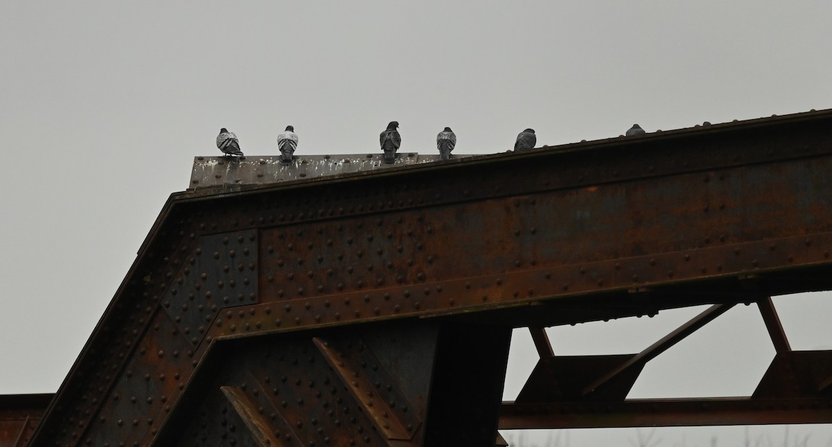 יונת בית - ML646137781