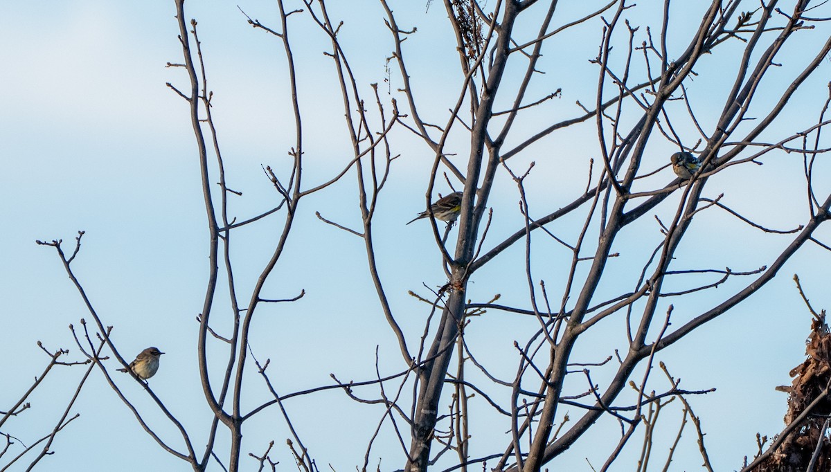סבכון הכתר - ML646137782