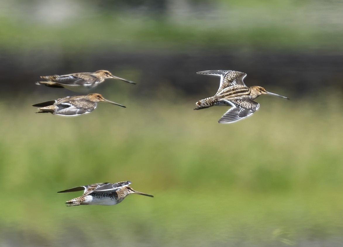 חרטומית ביצות - ML646137783