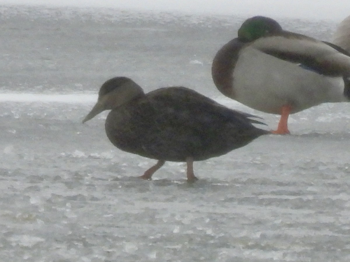 American Black Duck - ML646137784