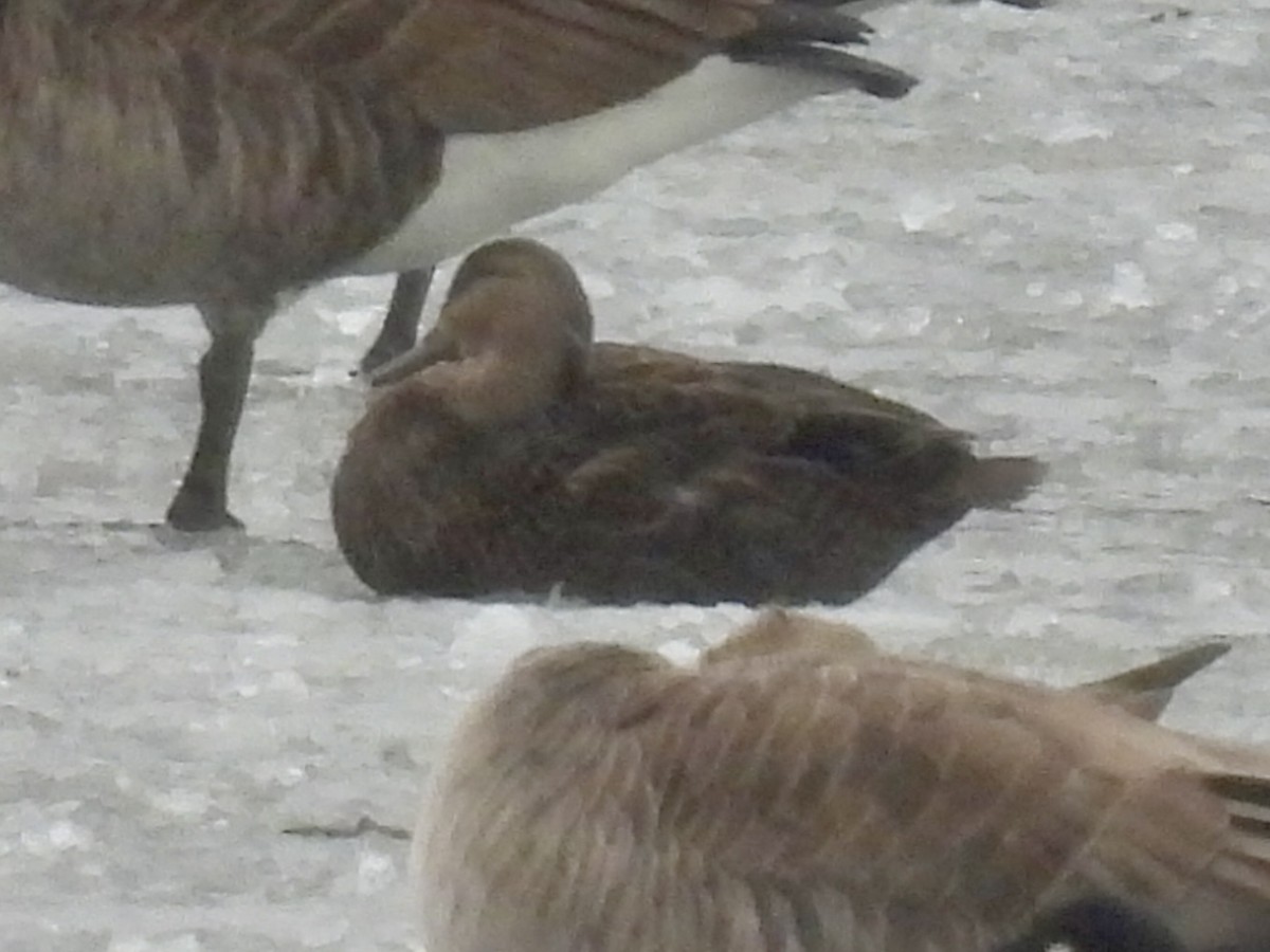 American Black Duck - ML646137785