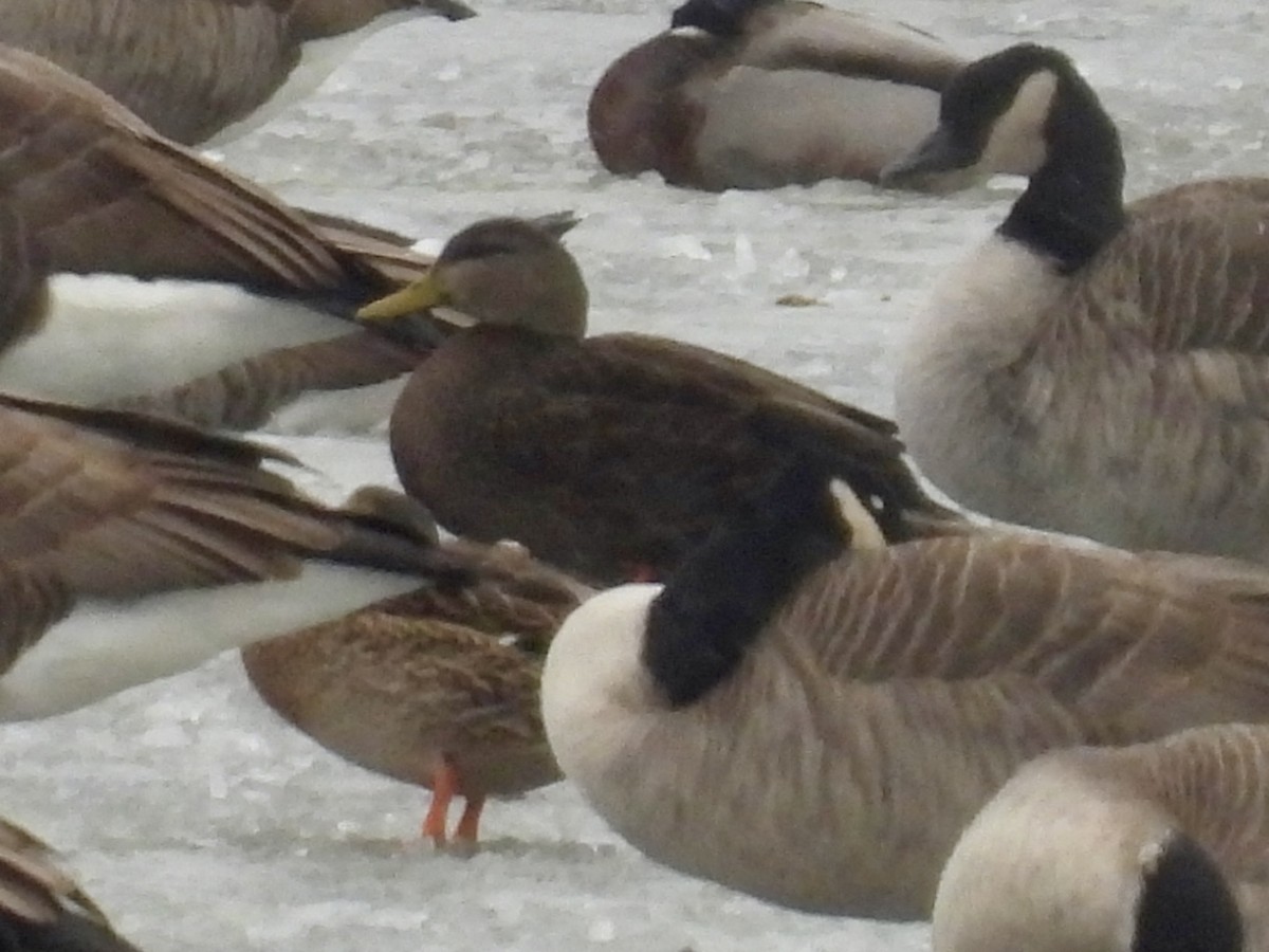 American Black Duck - ML646137786