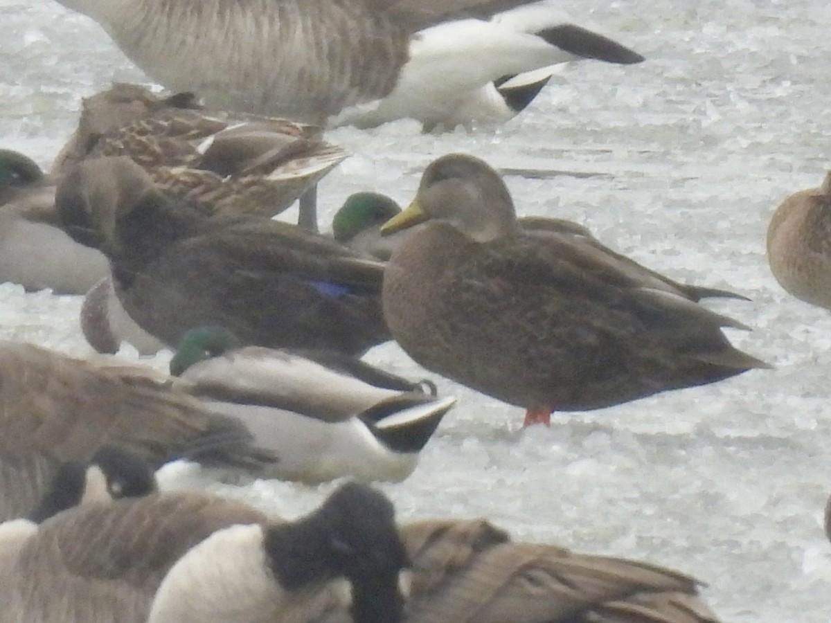 American Black Duck - ML646137787