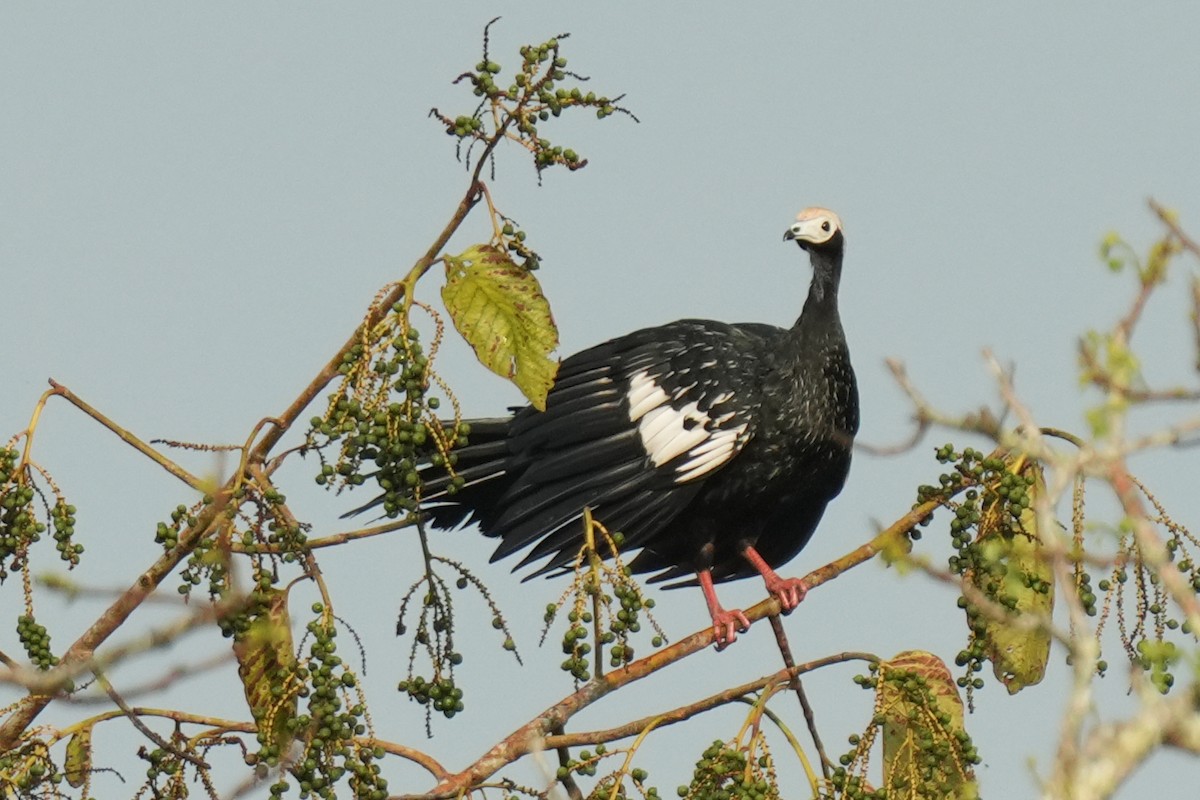 Абурі-крикун білоголовий - ML646137806