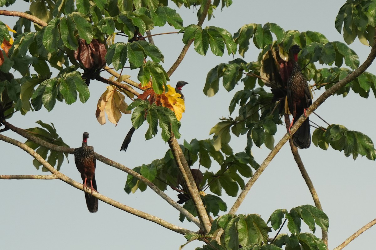 Spix's Guan - ML646137809