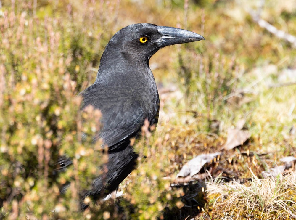 Black Currawong - ML646137813