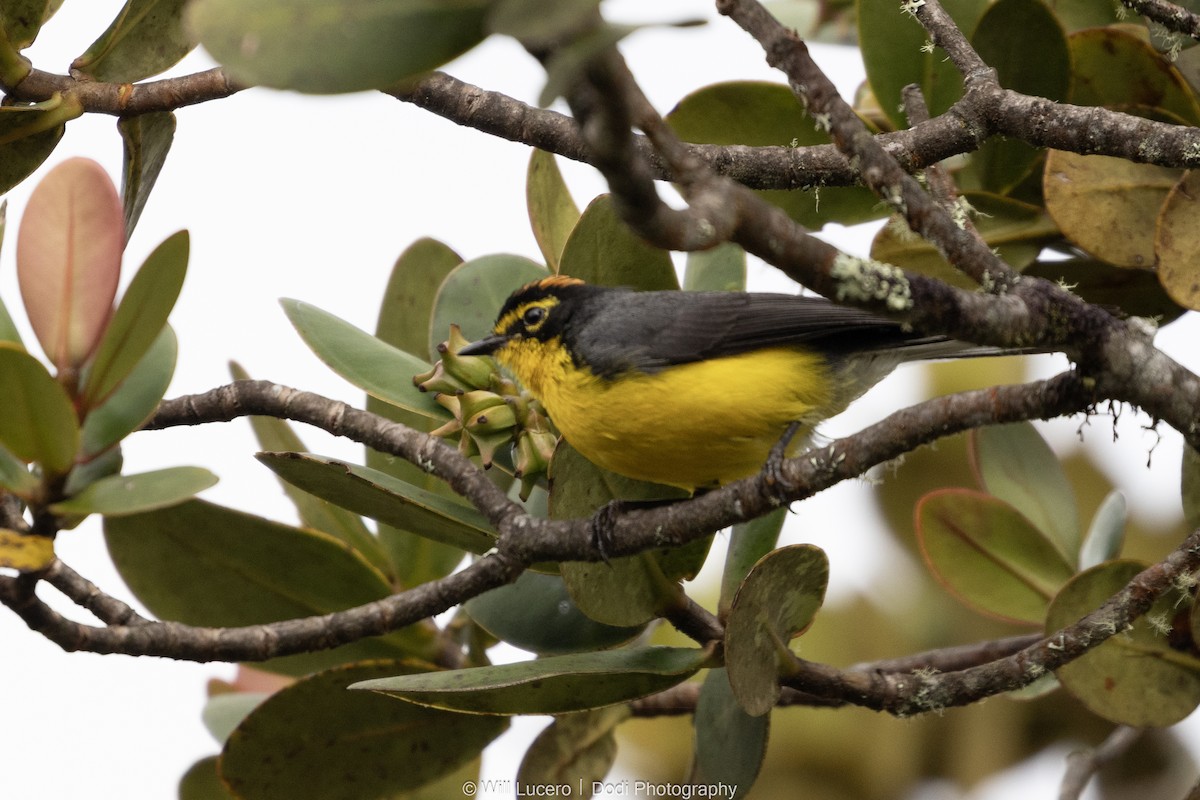 Spectacled Redstart - ML646137816