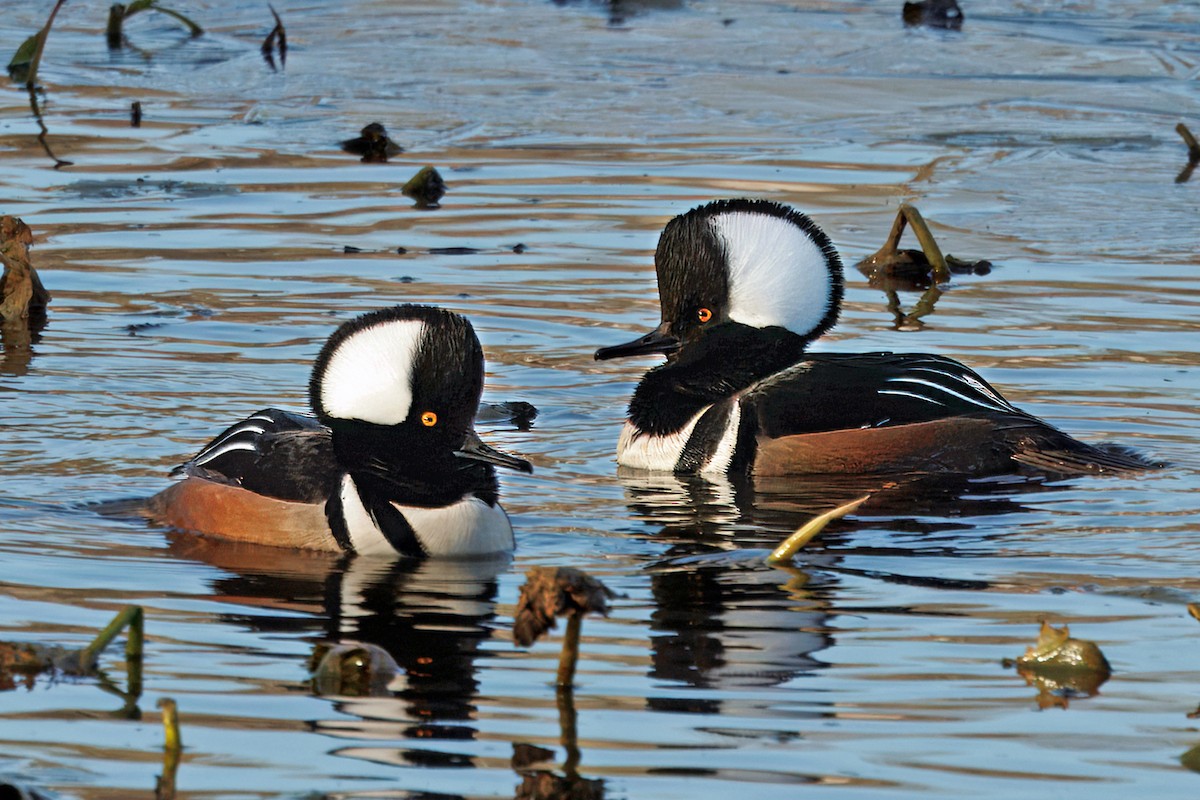 Hooded Merganser - ML646137819
