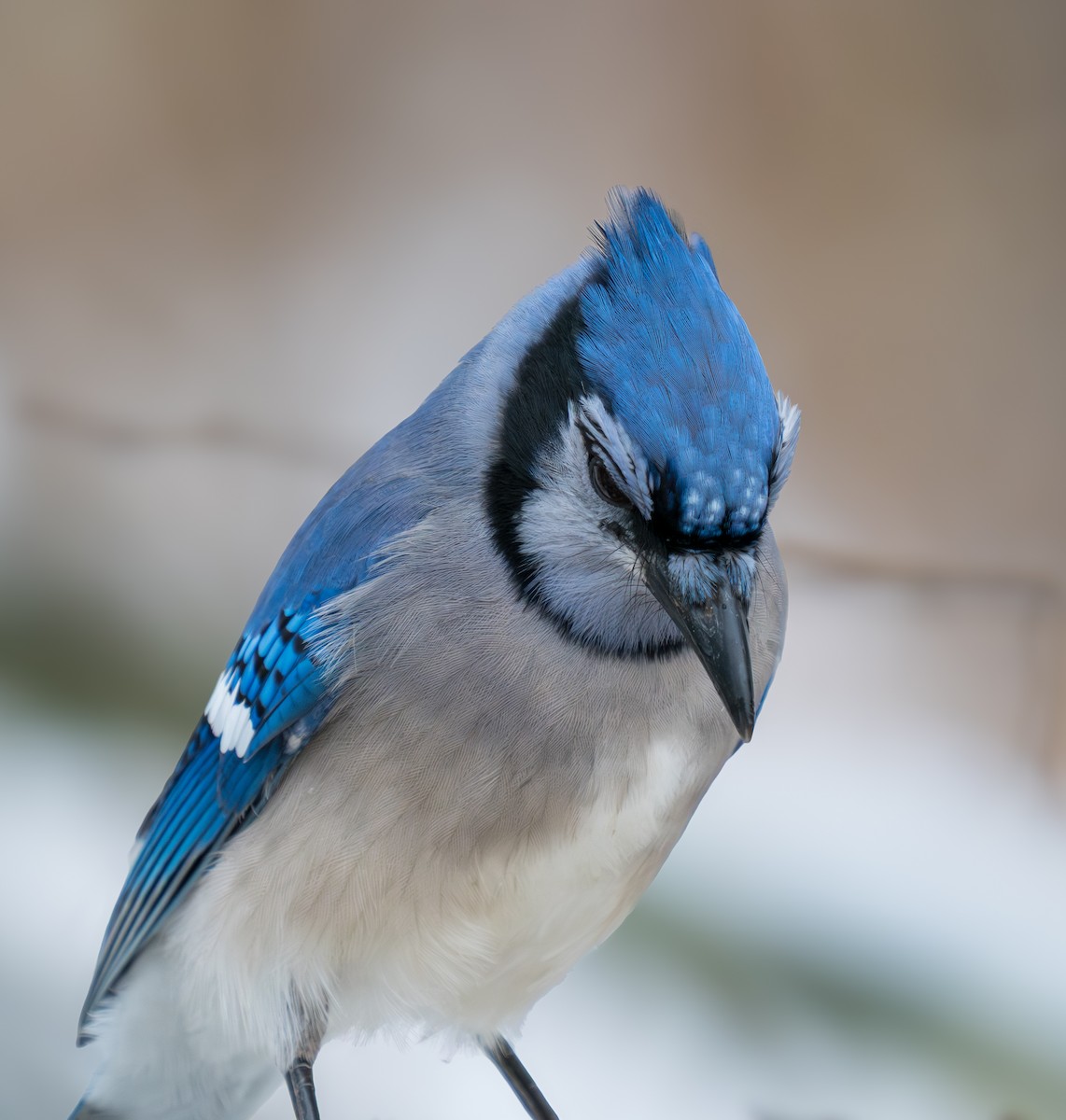 Blue Jay - ML646137821