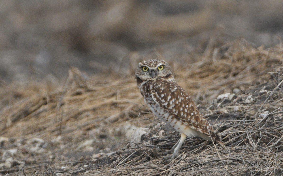 Burrowing Owl (Western) - ML646137822