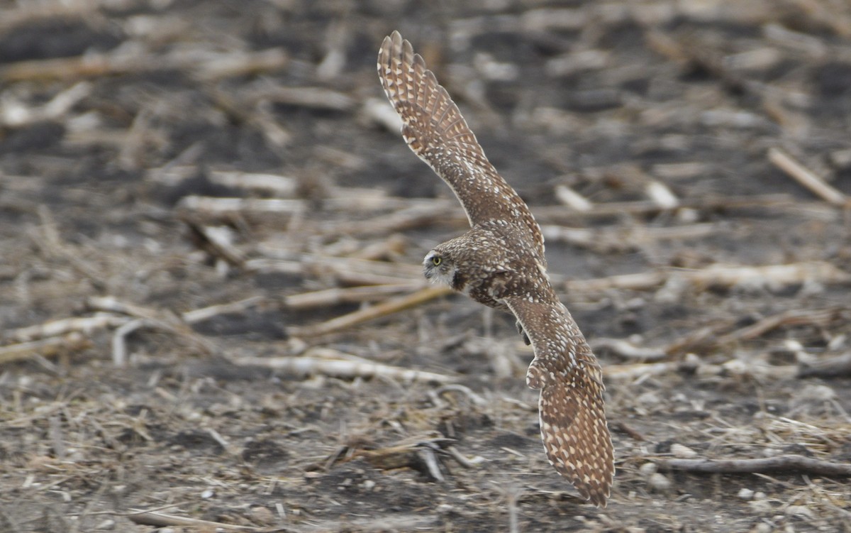 Burrowing Owl (Western) - ML646137823