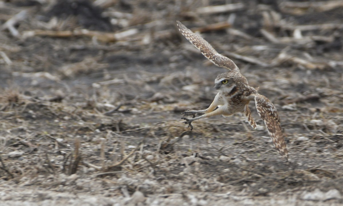 Burrowing Owl (Western) - ML646137824