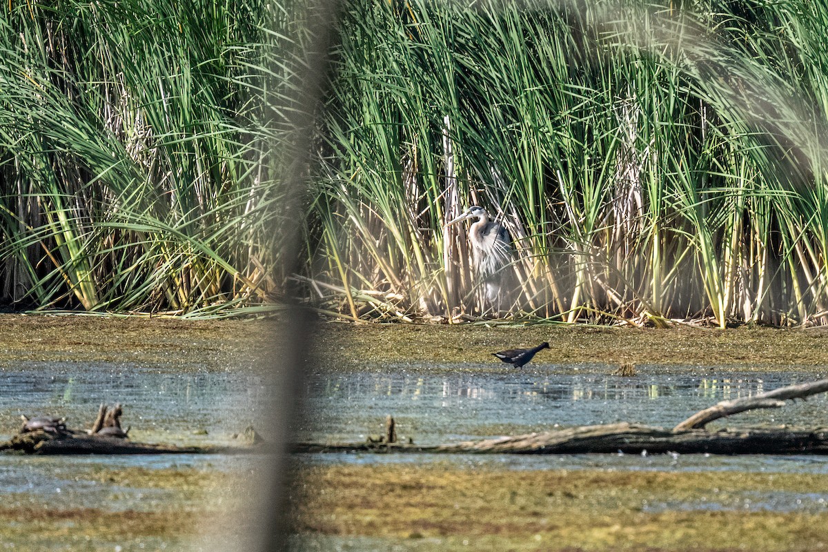 Great Blue Heron - ML646137825