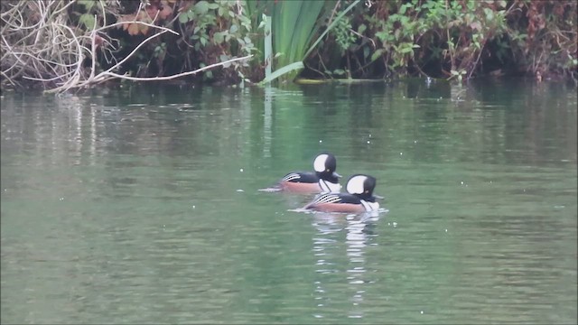 Serreta Capuchona - ML646137833