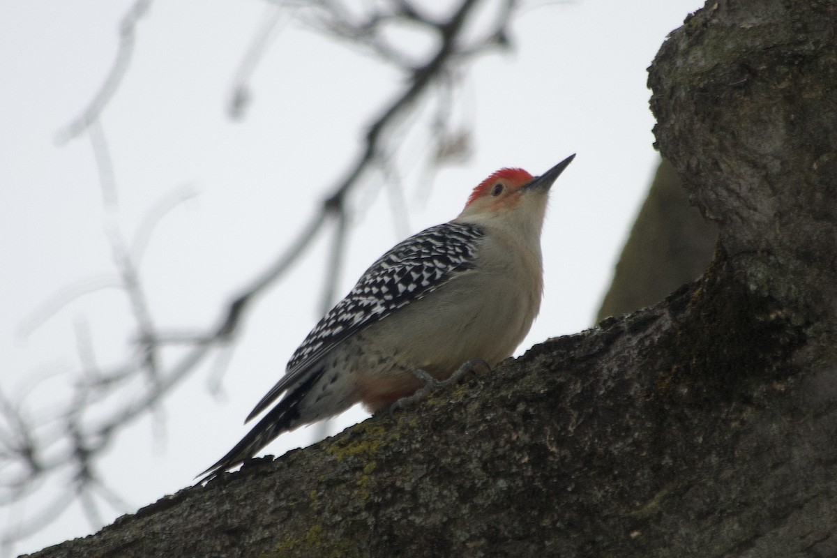 Red-bellied Woodpecker - ML646137840
