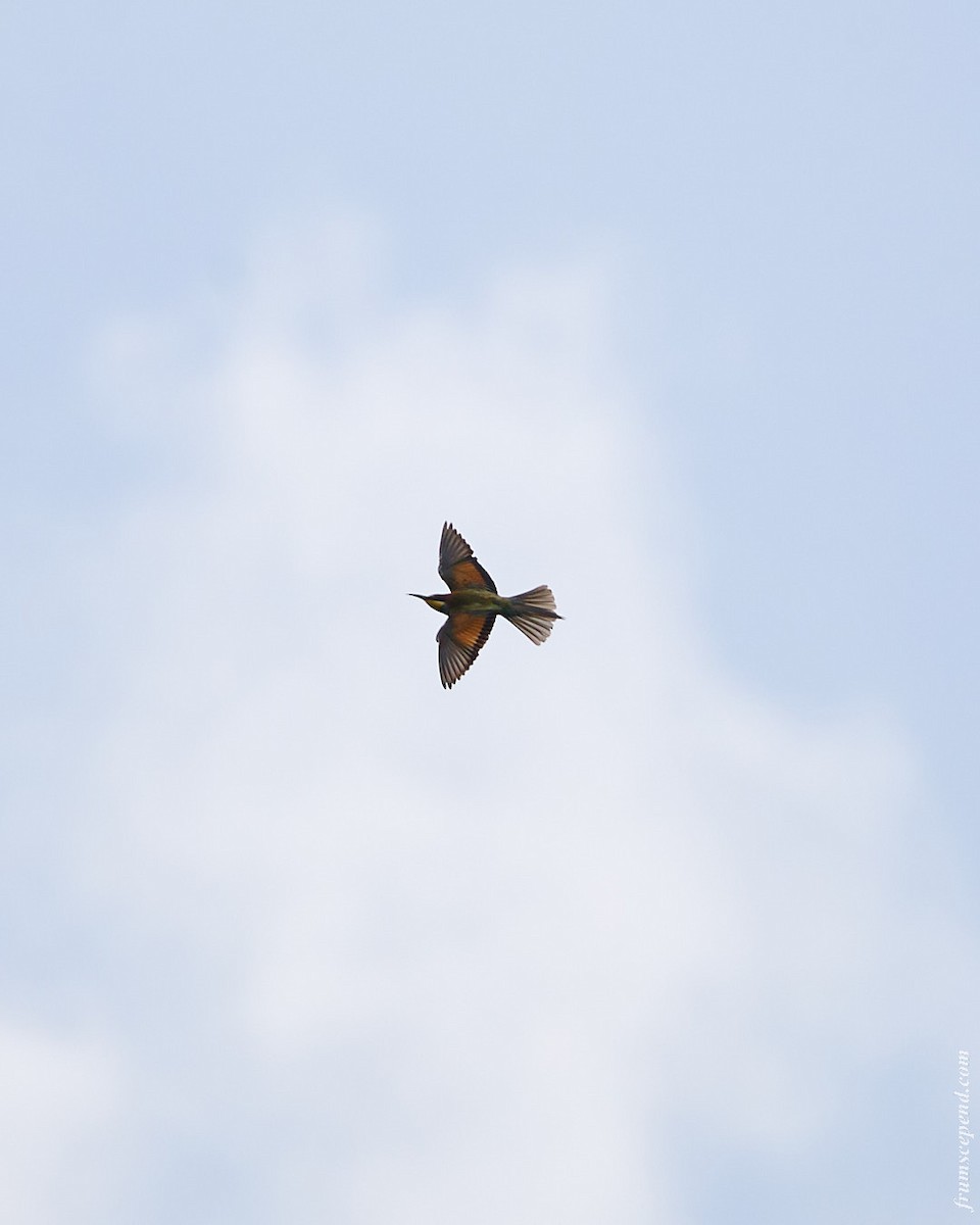European Bee-eater - ML646137846