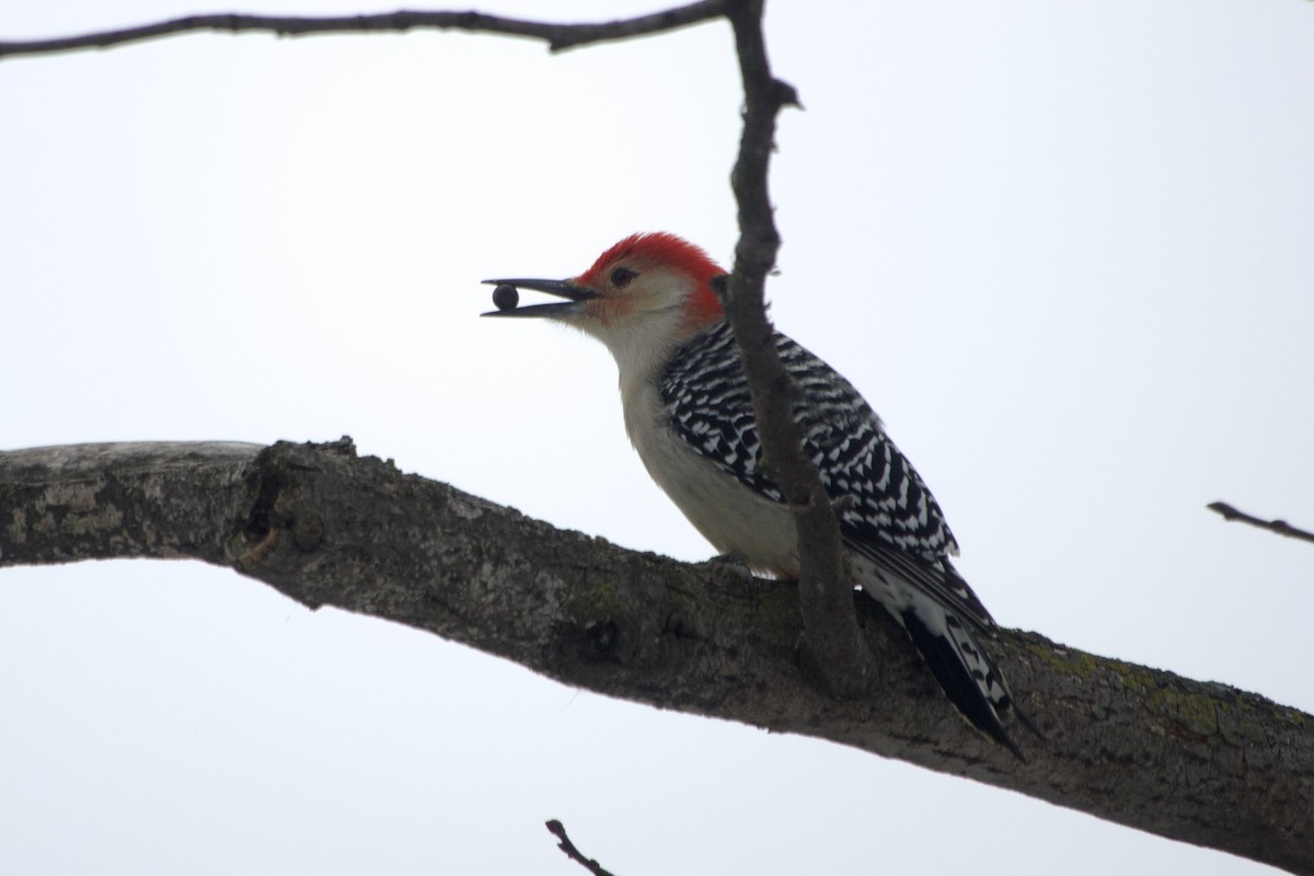 Red-bellied Woodpecker - ML646137849