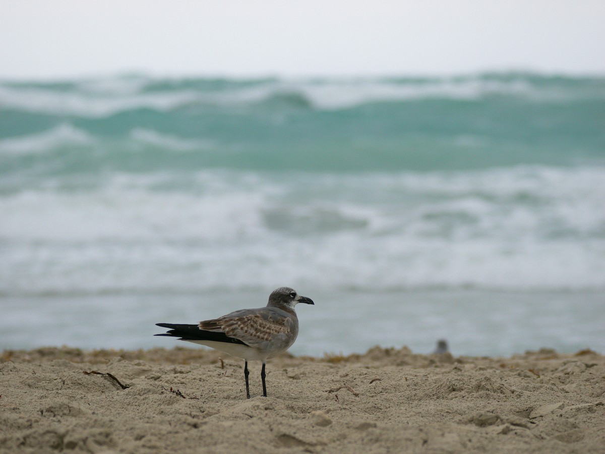 Mouette atricille - ML646137851