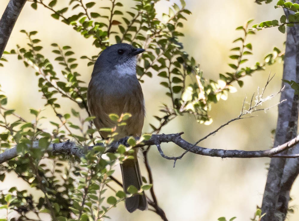 Olive Whistler - ML646137857