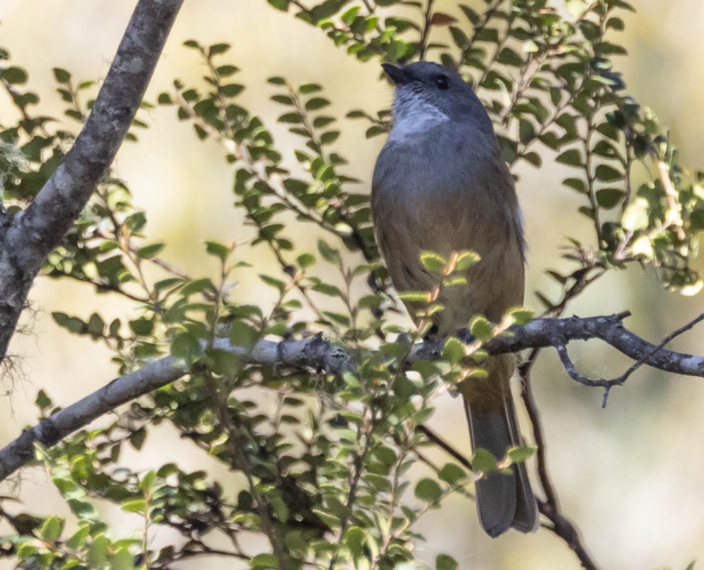 Olive Whistler - ML646137858