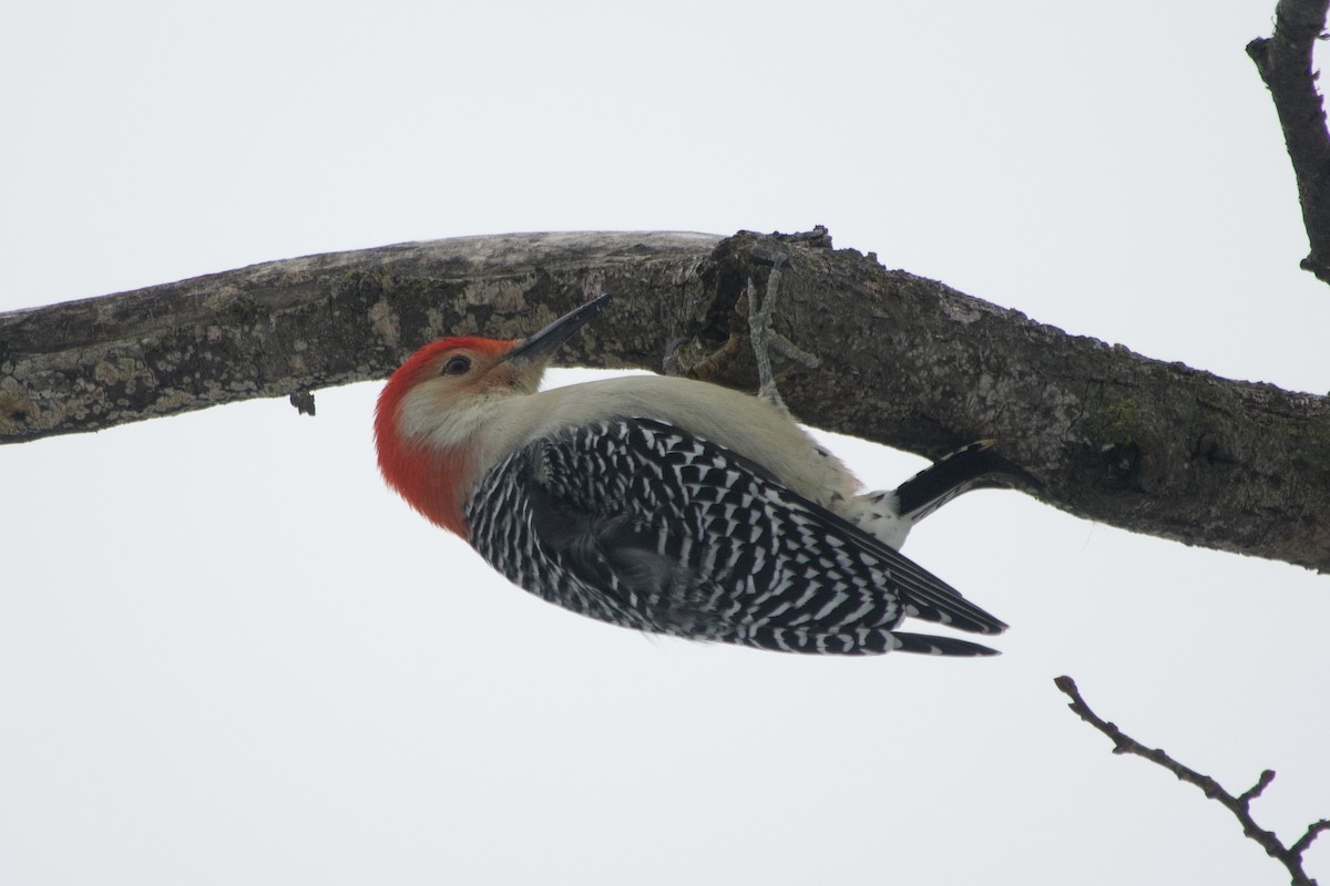 Red-bellied Woodpecker - ML646137859