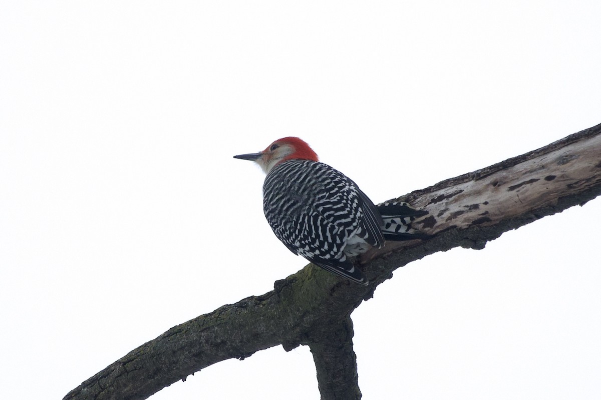Red-bellied Woodpecker - ML646137865