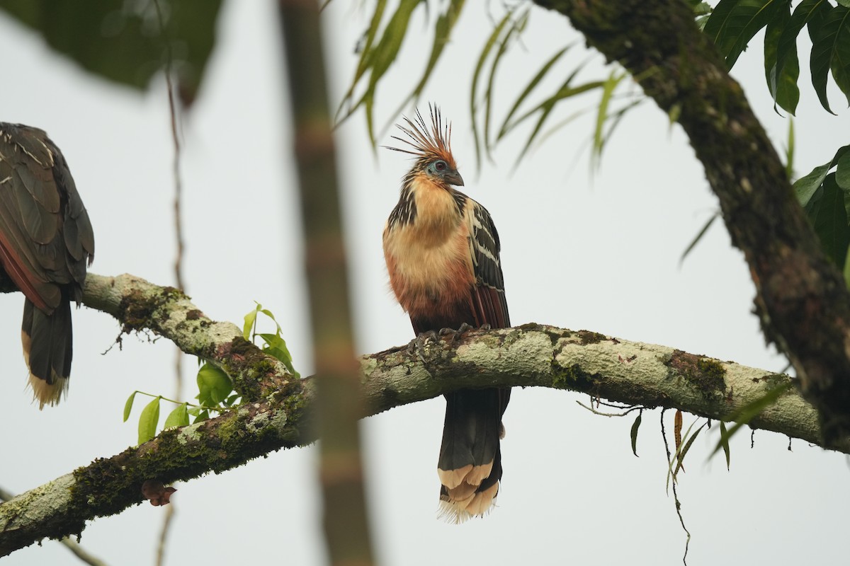 Hoatzin - ML646137872